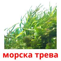 морска трева card for translate