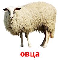 овца card for translate