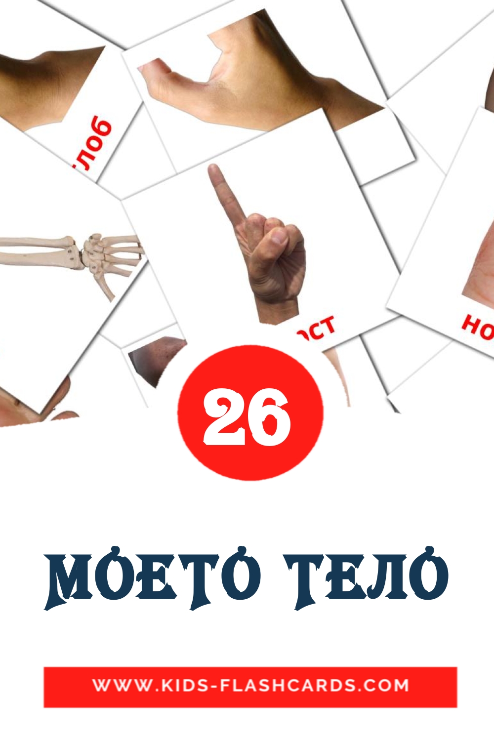 26 cartes illustrées de МОЕТО ТЕЛО pour la maternelle en macédonien
