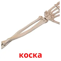 коска picture flashcards