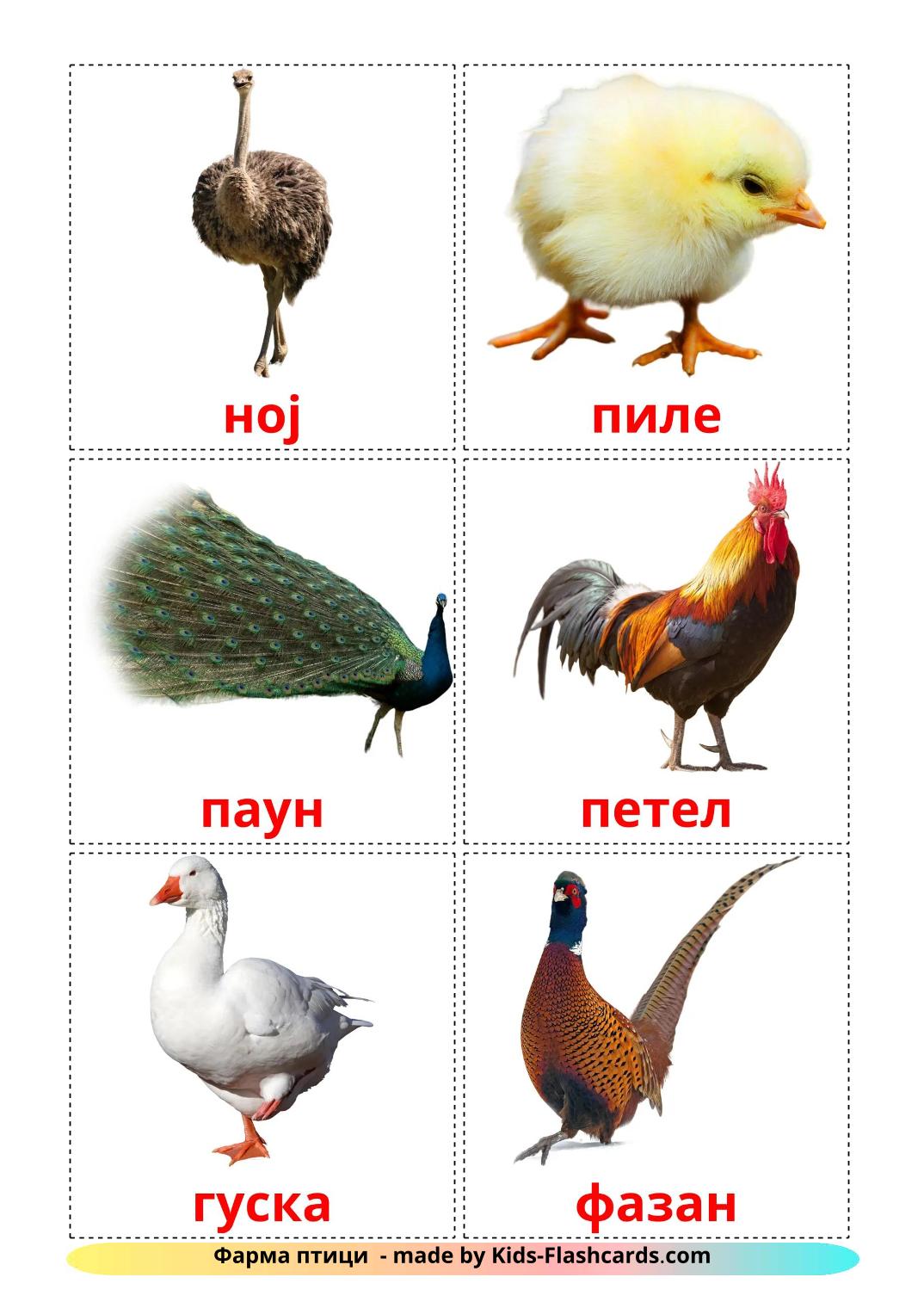 Farm birds - 12 Free Printable macedonian Flashcards 