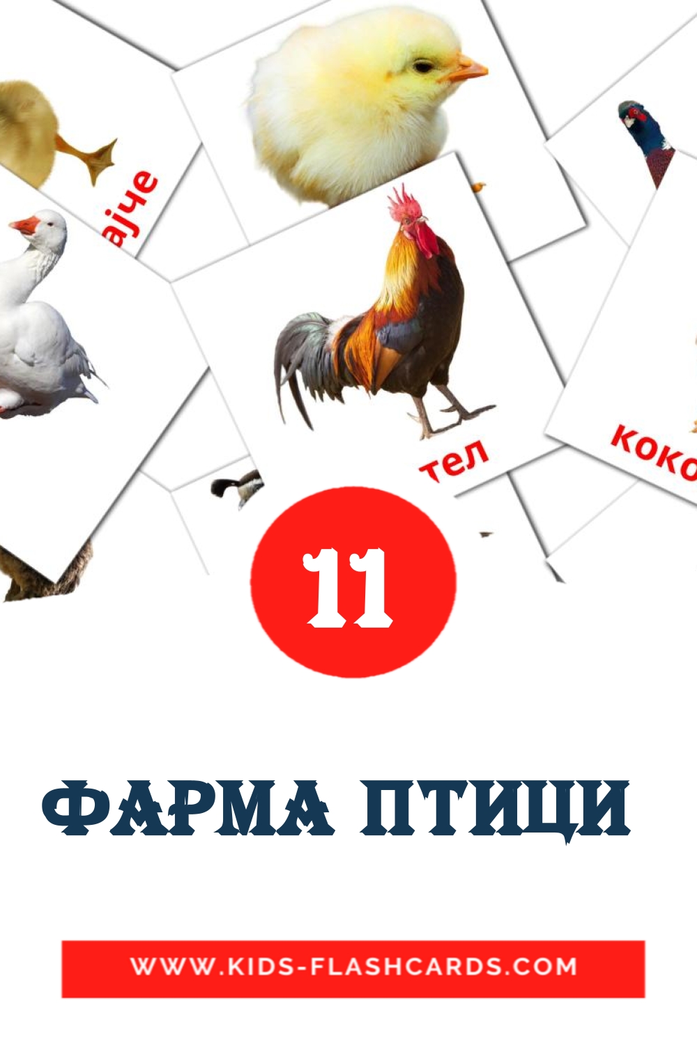 11 Фарма птици  Bildkarten für den Kindergarten auf Mazedonisch