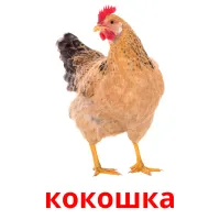 кокошка picture flashcards