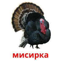 мисирка picture flashcards