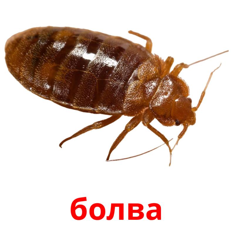 болва picture flashcards