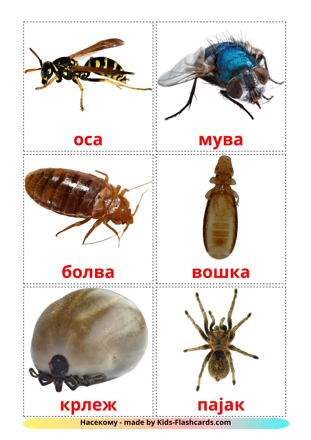 Insects - 23 Free Printable macedonian Flashcards 