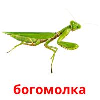 богомолка card for translate