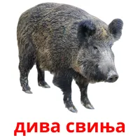 дива свиња picture flashcards