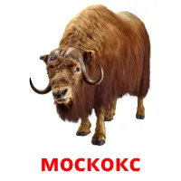 москокс ansichtkaarten