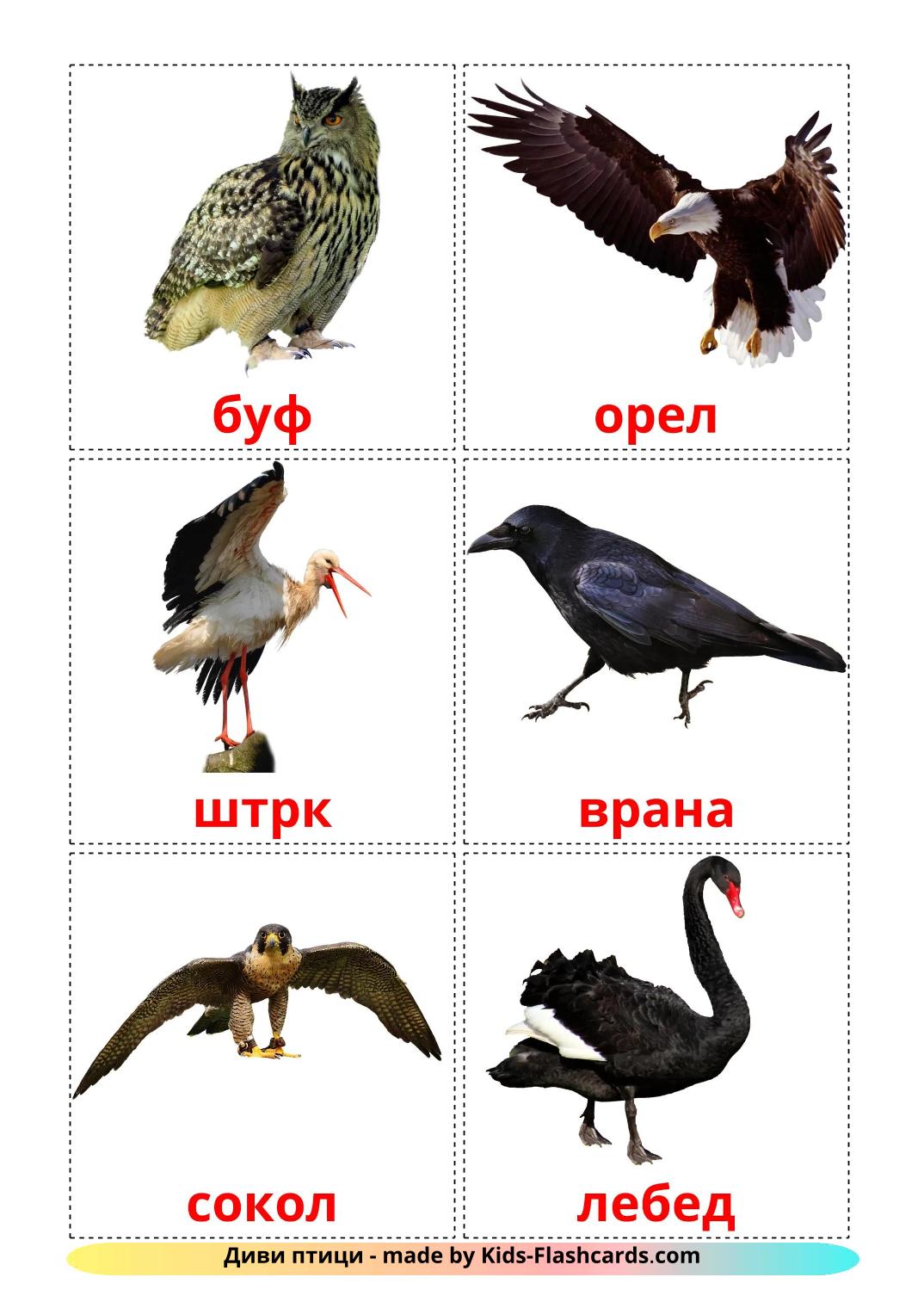 Wild birds - 19 Free Printable macedonian Flashcards 