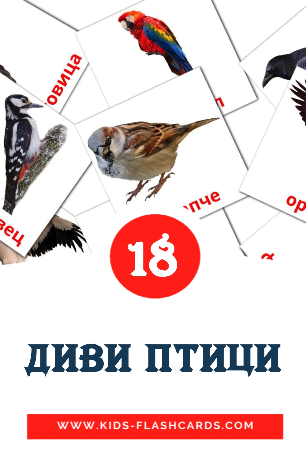 18 tarjetas didacticas de Диви птици para el jardín de infancia en macedonio