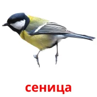 сеница picture flashcards