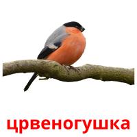 црвеногушка picture flashcards