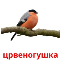 црвеногушка picture flashcards