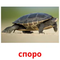 споро picture flashcards