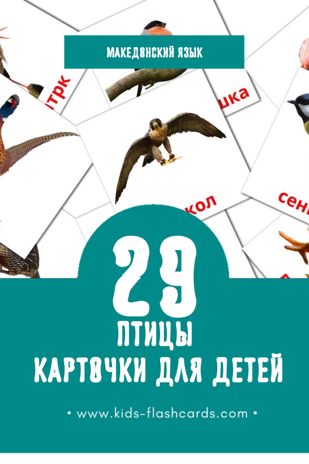 "Птици " - Визуальный Македонском Словарь для Малышей (29 картинок)