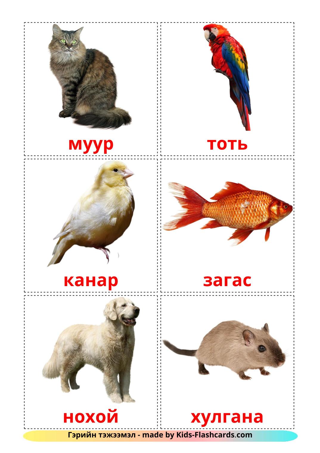 Domestic animals - 10 Free Printable mongolian Flashcards 