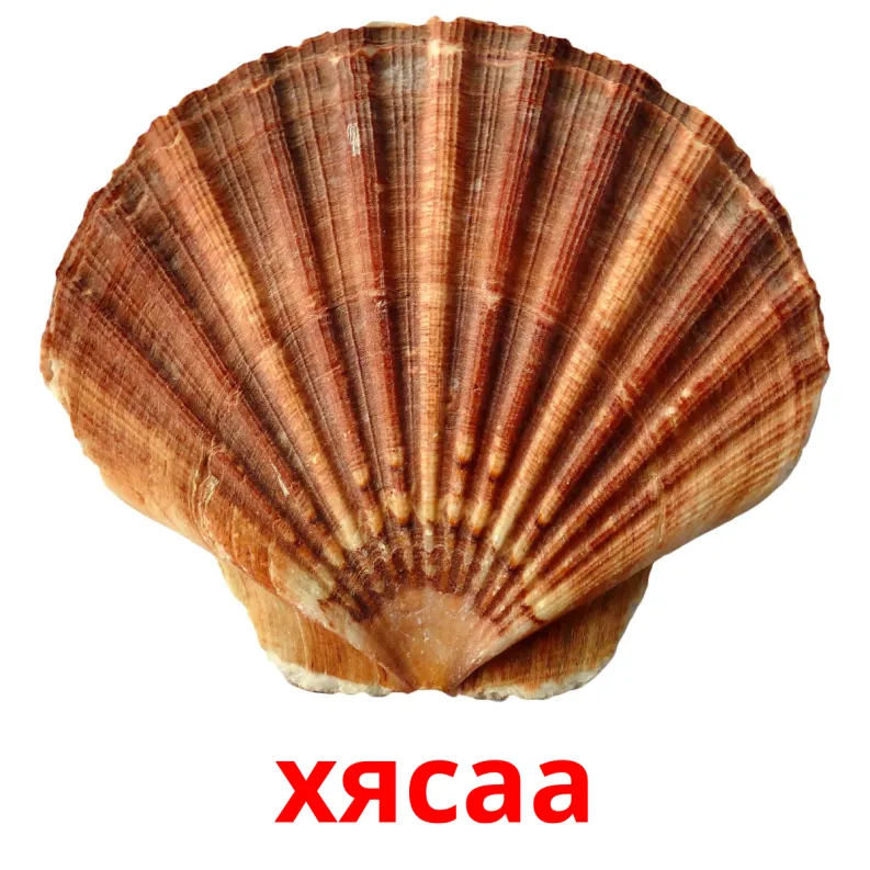 29 FREE Sea animals Flashcards | PDF | Mongolian Words