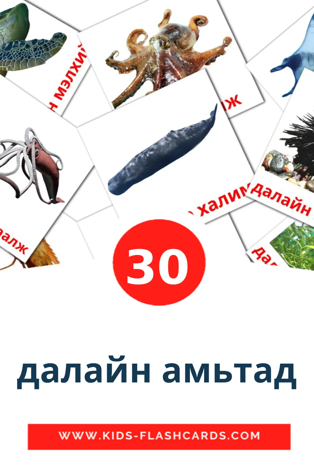 30 далайн амьтад Picture Cards for Kindergarden in mongolian