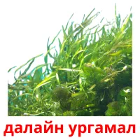 далайн ургамал picture flashcards