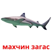 махчин загас picture flashcards