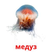 медуз picture flashcards