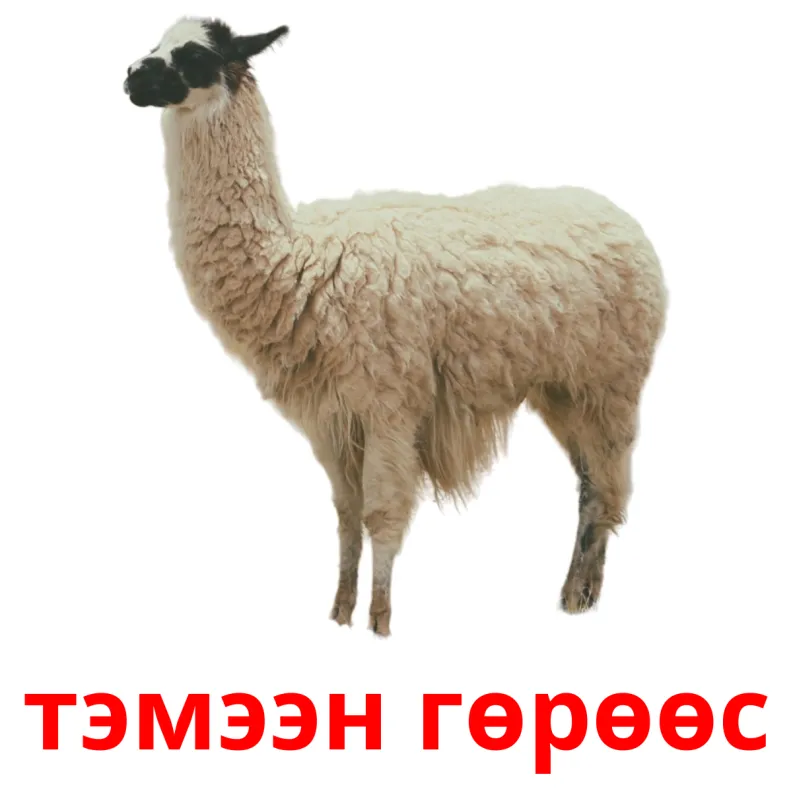 15 FREE Farm animals Flashcards | PDF | Mongolian Words