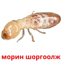 морин шоргоолж flashcards illustrate