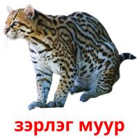 зэрлэг муур card for translate