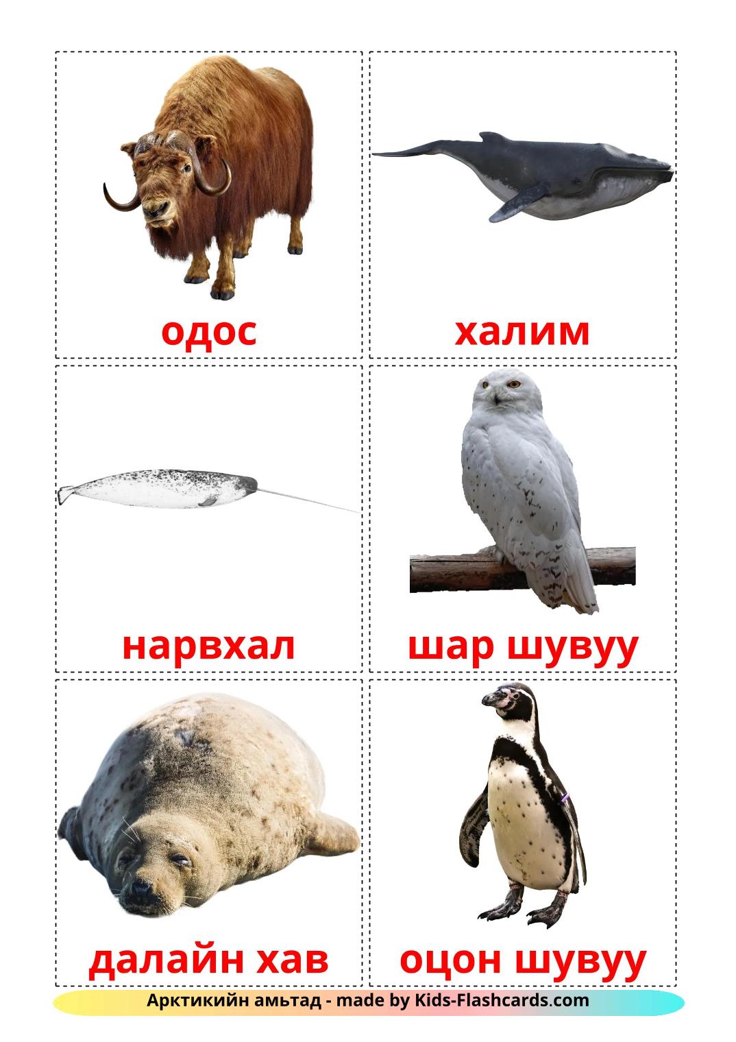 Arctic animals - 15 Free Printable mongolian Flashcards 