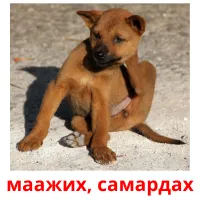 маажих, самардах picture flashcards