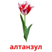 алтанзул flashcards illustrate