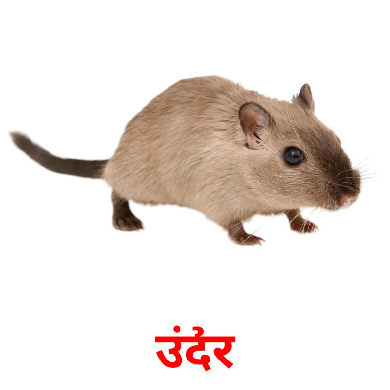 उंदीर picture flashcards