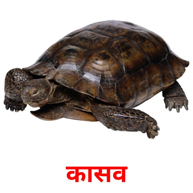 कासव picture flashcards
