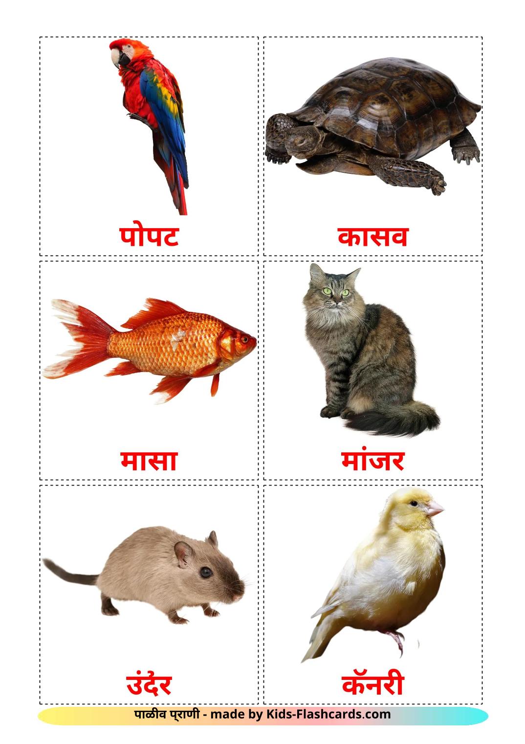 Domestic animals - 11 Free Printable marathi Flashcards 