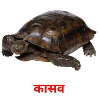 कासव picture flashcards