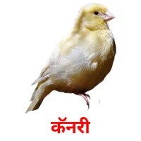 कॅनरी picture flashcards