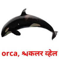 orca, किलर व्हेल карточки энциклопедических знаний