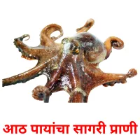 आठ पायांचा सागरी प्राणी карточки энциклопедических знаний