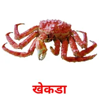 खेकडा карточки энциклопедических знаний