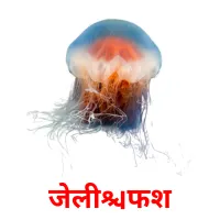 जेलीफिश карточки энциклопедических знаний