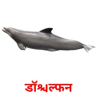 डॉल्फिन карточки энциклопедических знаний
