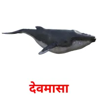 देवमासा карточки энциклопедических знаний