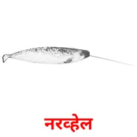 नरव्हेल карточки энциклопедических знаний