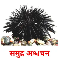 समुद्र अर्चिन карточки энциклопедических знаний