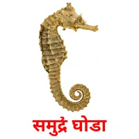 समुद्री घोडा карточки энциклопедических знаний