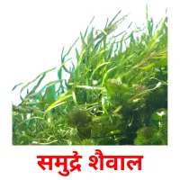 समुद्री शैवाल карточки энциклопедических знаний