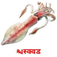 स्क्विड карточки энциклопедических знаний
