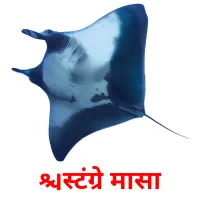 स्टिंग्रे मासा карточки энциклопедических знаний