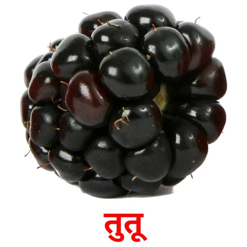 11 FREE Berries Flashcards PDF Marathi Words